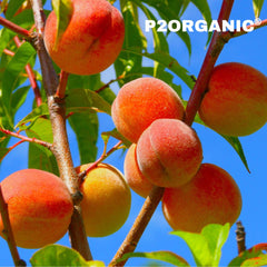 Peach or Aadu Fruit Plant – Grafted Peach Tree