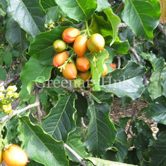 Peanut Butter Fruit Plant