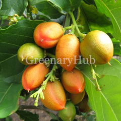 Peanut Butter Fruit Plant