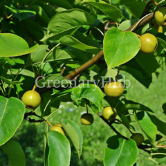 Pear Fruit Plant – Grafted Pear Tree for Home Garden