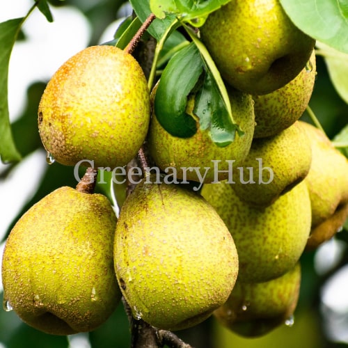 Pear Fruit Plant – Grafted Pear Tree for Home Garden