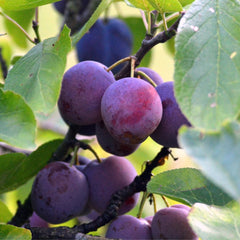 Plum or Aloo Bukhara Fruit Plant