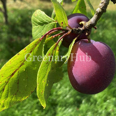 Plum or Aloo Bukhara Fruit Plant