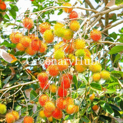 Rambutan Plant & Trees