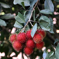Rambutan Plant & Trees