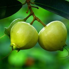 Rose Apple or Gulab jamun Fruit Plant