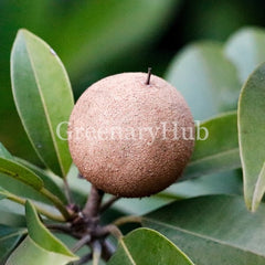 Sapota, Chikoo, Chiku Grafted Plant