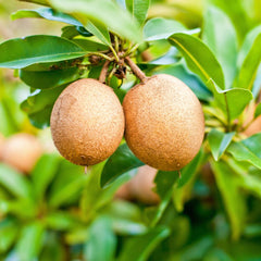Sapota, Chikoo, Chiku Grafted Plant